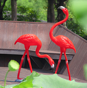 火烈鳥(niǎo)